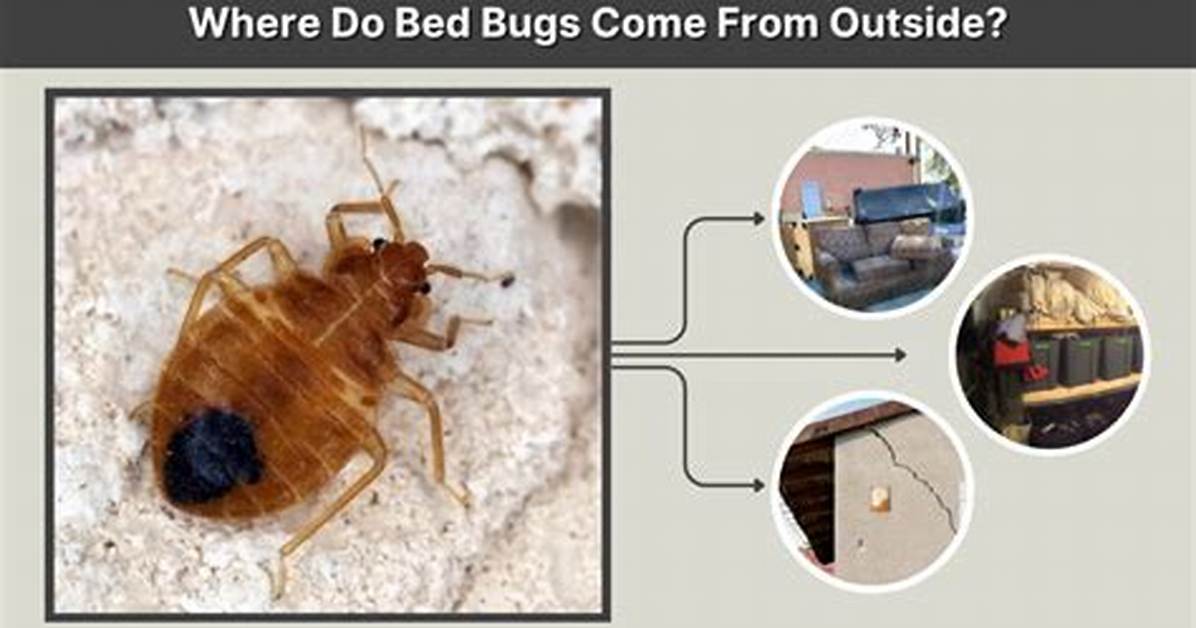 Do Bed Bugs Come from Outside
