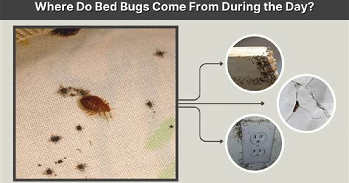 Do Bed Bugs Come from Uncleanliness?