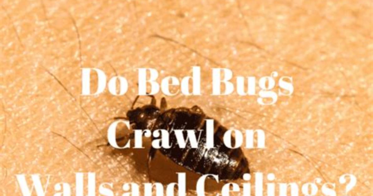 Do Bed Bugs Crawl Through Sheets?