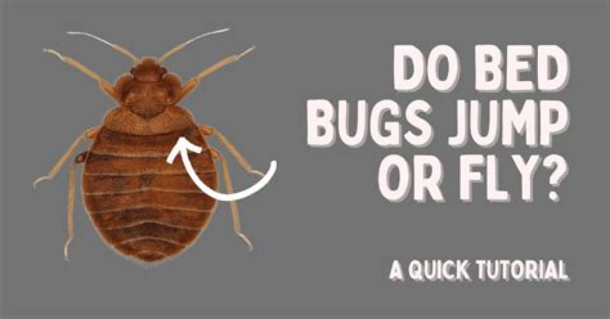 Do Bed Bugs Jump?