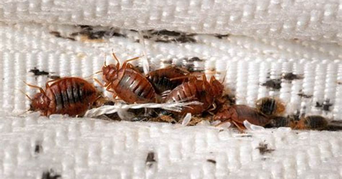 Do Bed Bugs Starve to Death?