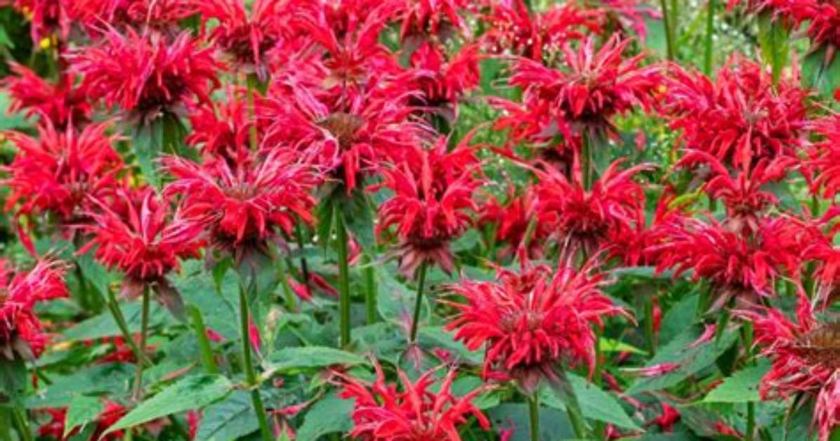 Do Bee Balm Spread?