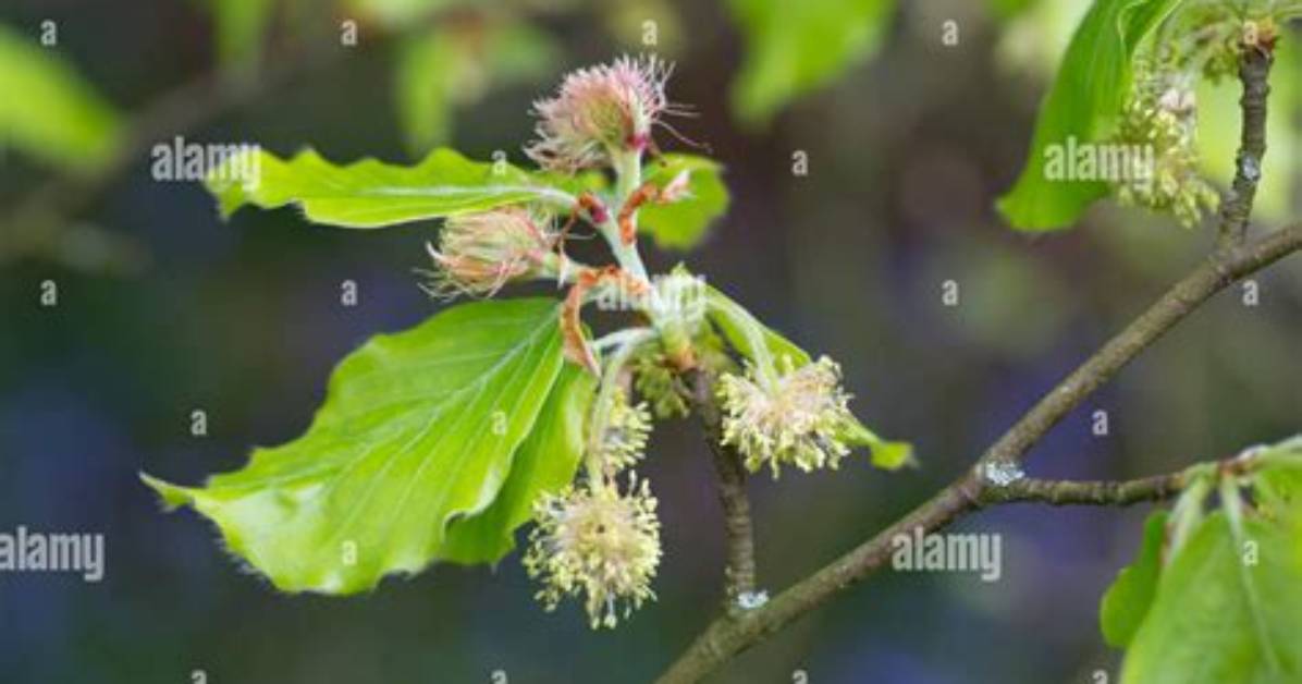 Do Beech Trees Have Flowers?