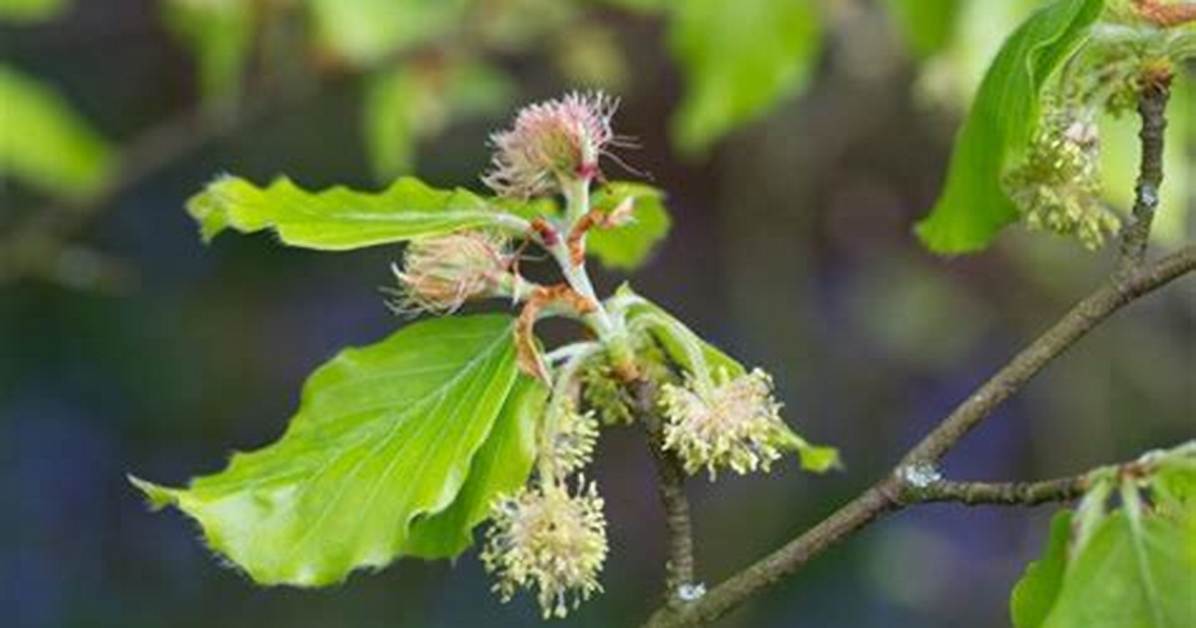 Do Beech Trees Have Thorns