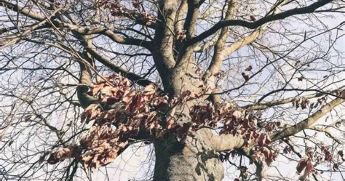 Do Beech Trees Lose Their Leaves?