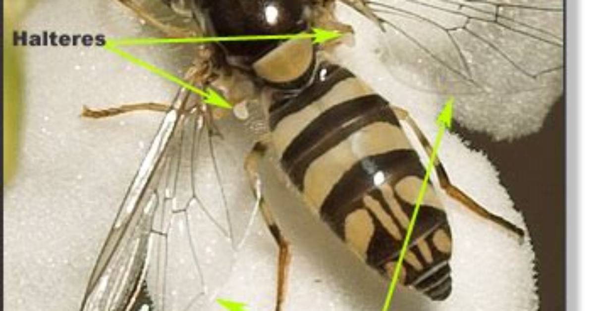 Do Bees Have Halteres?