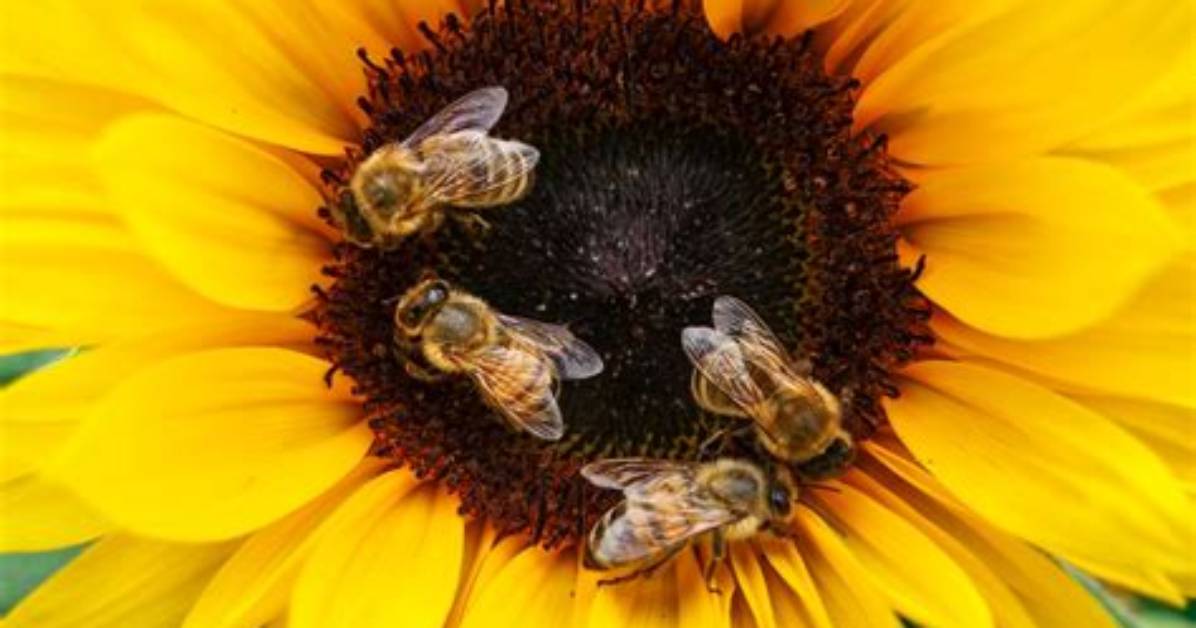 Do Bees Kill Sunflowers