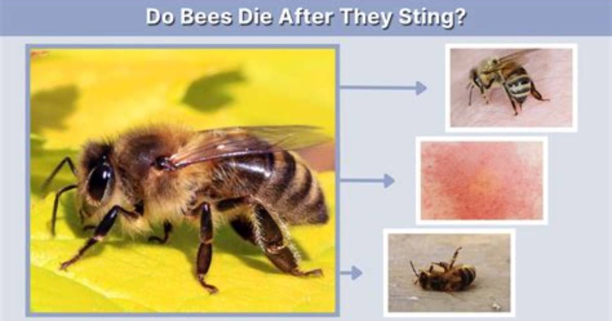 Do Bees Know Royalty