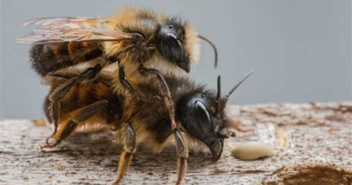 Do Bees Like Being Pet?