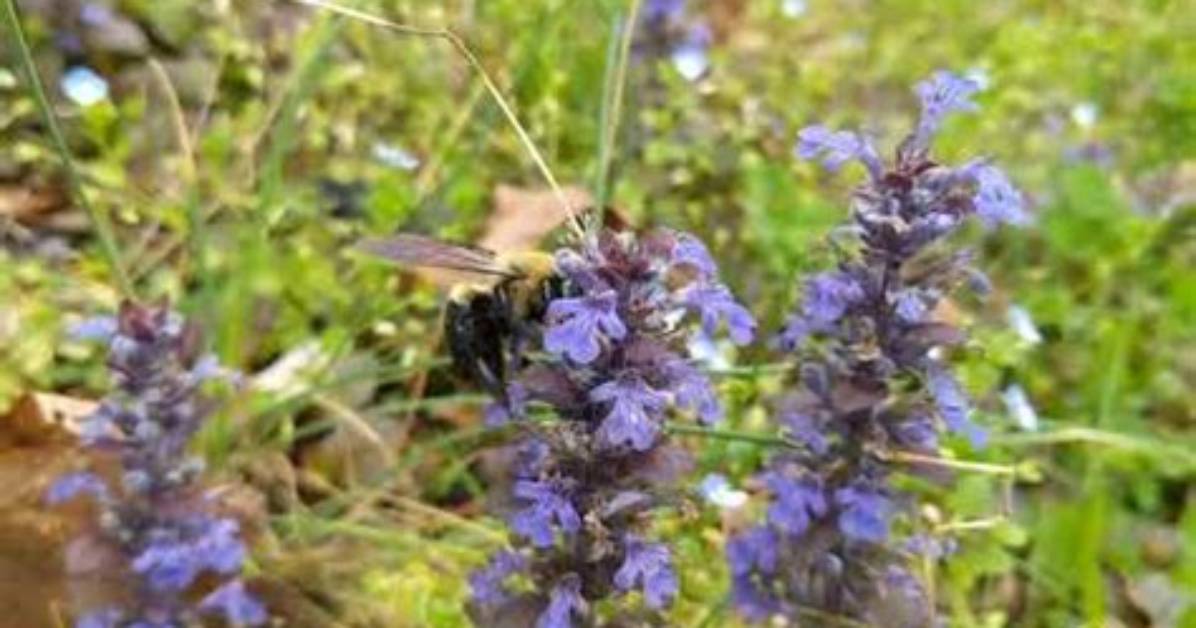 Do Bees Like Bugleweed?