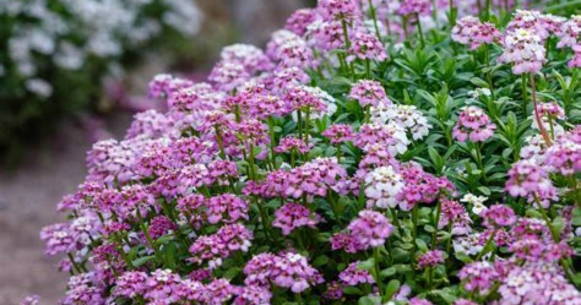 Do Bees Like Candytuft?