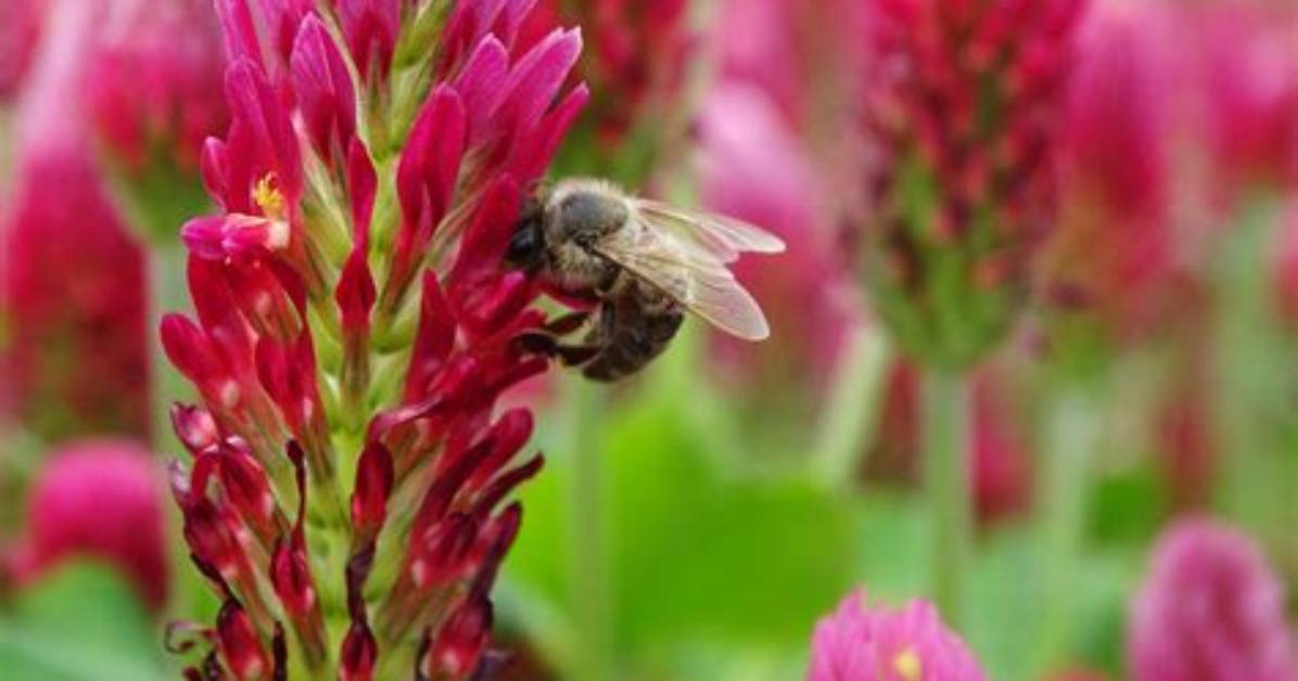 Do Bees Like Crimson Clover?
