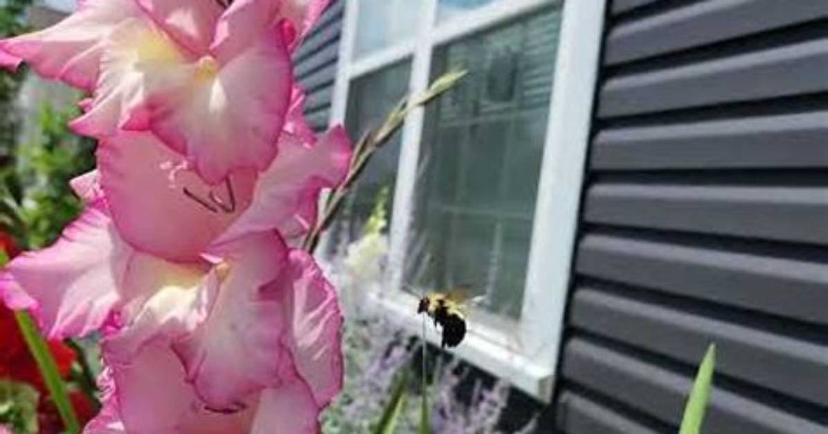 Do Bees Like Gladioli
