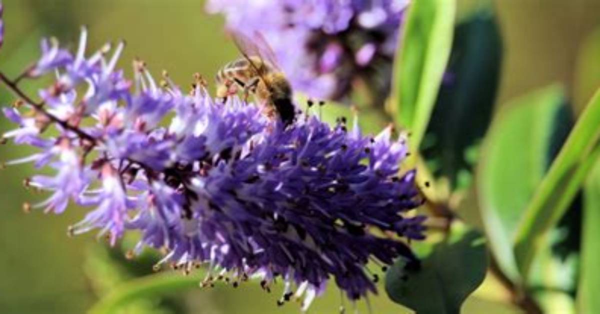 Do Bees Like Hebe Plants