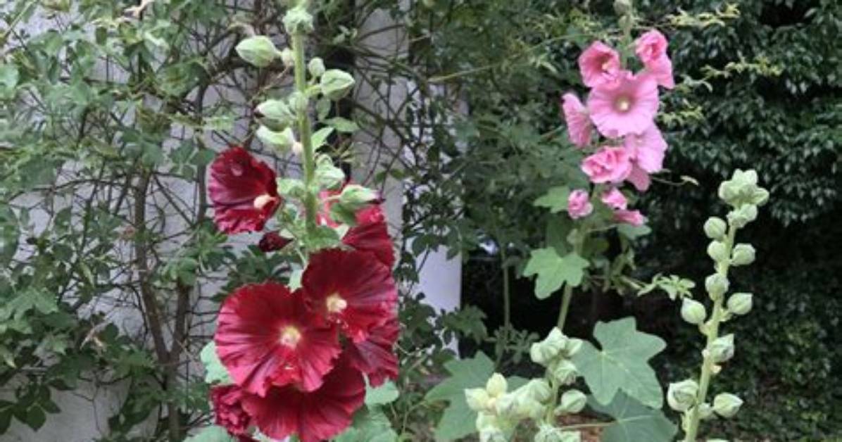 Do Bees Like Hollyhocks