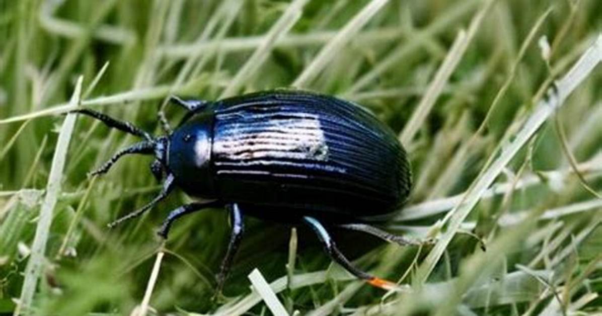 Do Beetles Eat Grass