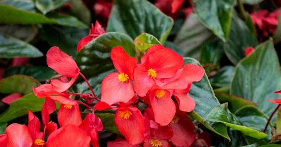 Do Begonias Grow Fast? | Contextresponse. Com