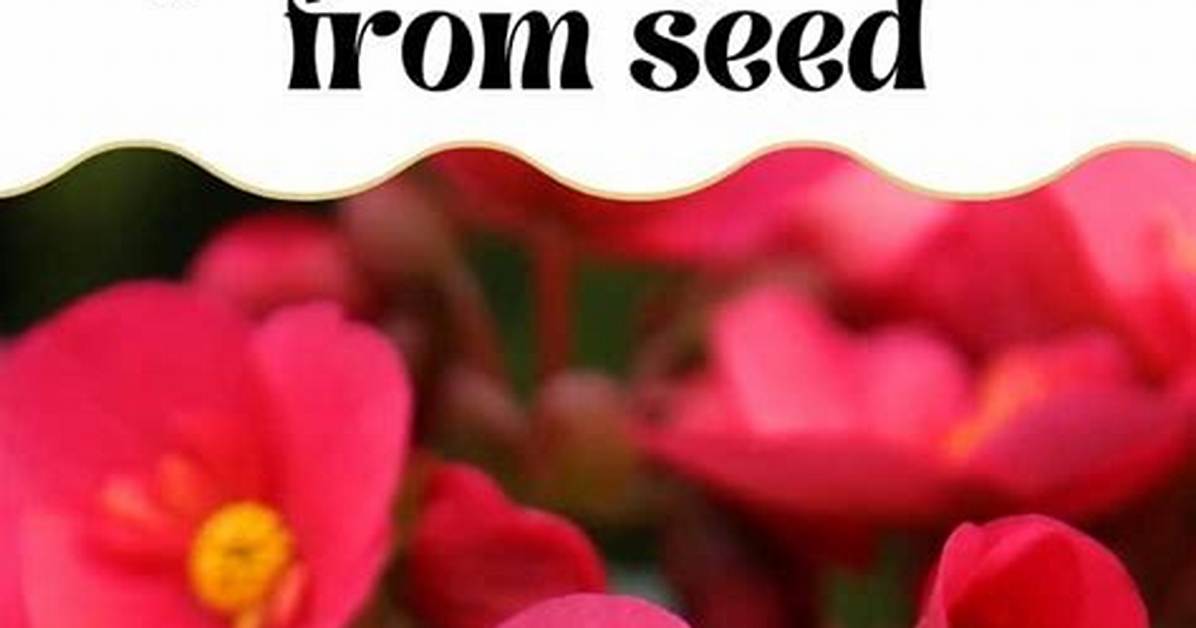 Do Begonias Grow from Seed