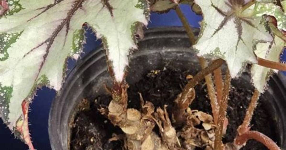 Do Begonias Have Deep Roots