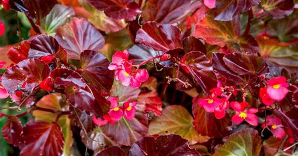 Do Begonias Like Fertilizer