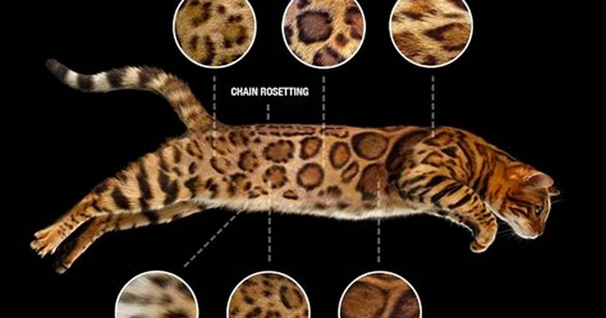 Do Bengals Have Ticked Fur?