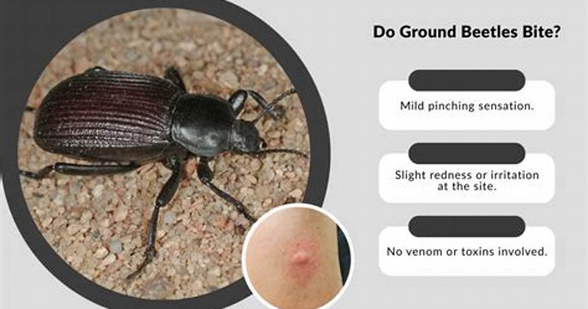 Do Bess Beetles Bite Humans
