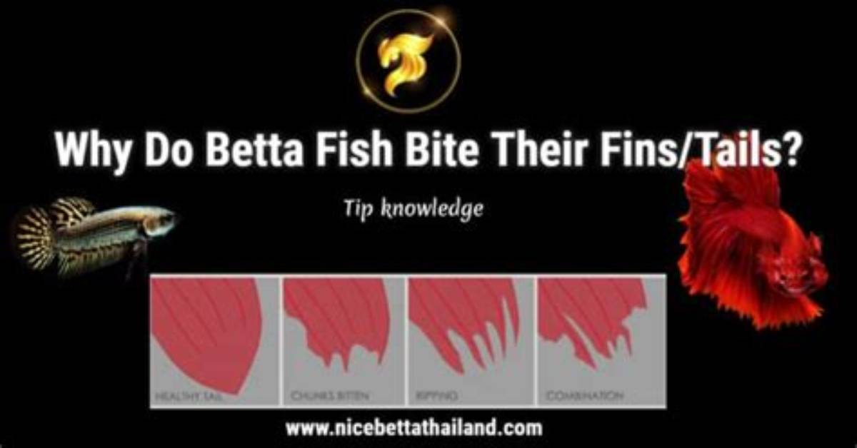 Do Bettas Bite?