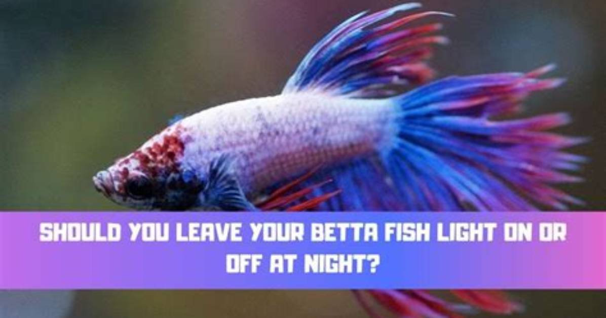 Do Bettas Like Light?