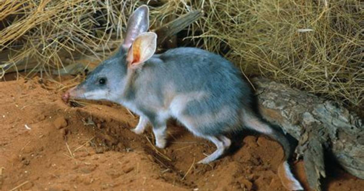 Do Bilbies Have Teeth?