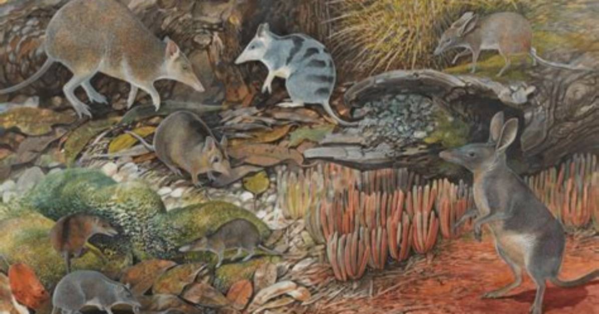 Do Bilbies Lay Eggs?