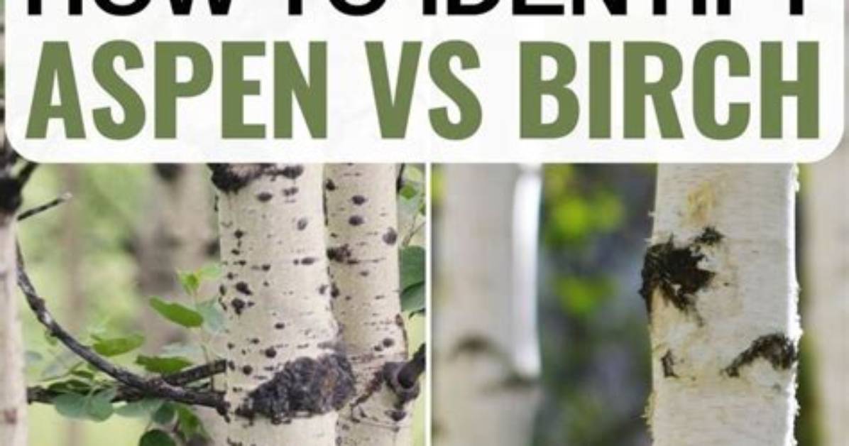 Do Birch Trees Change Color