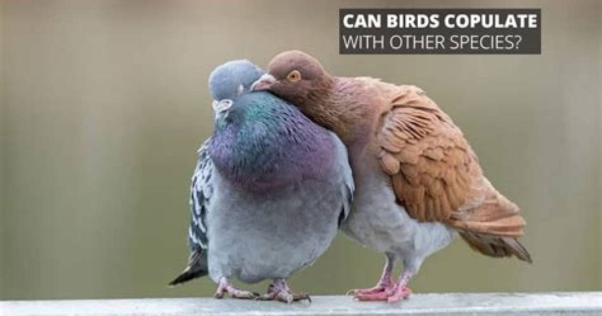 Do Birds Copulate for Each Egg?