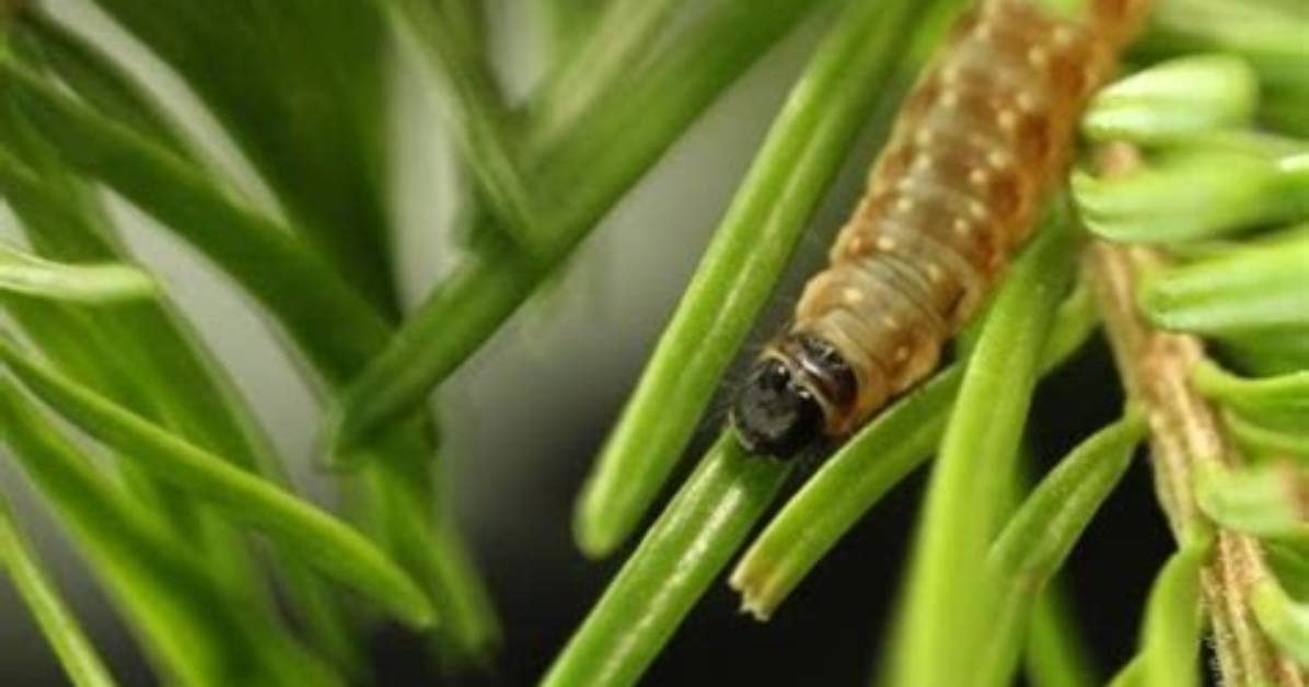 Do Birds Eat Budworms?