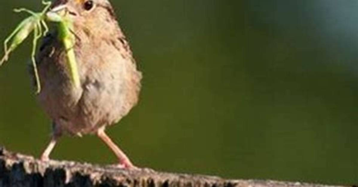 Do Birds Eat Grasshopper