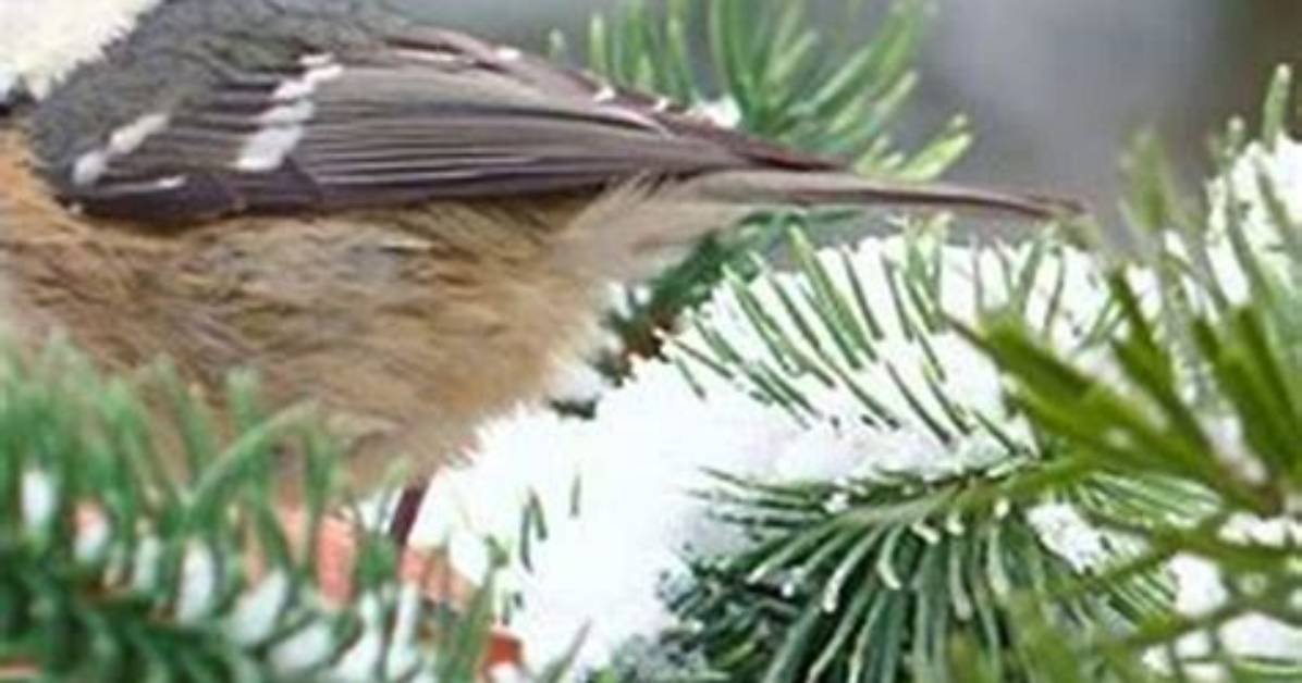 Do Birds Feed in Snow