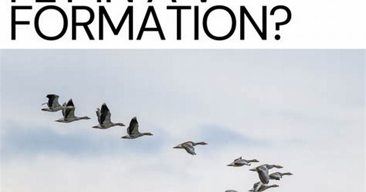 Do Birds Fly When It's Snowing?