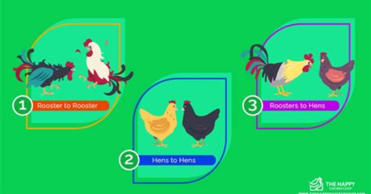 Do Birds Have a Pecking Order?