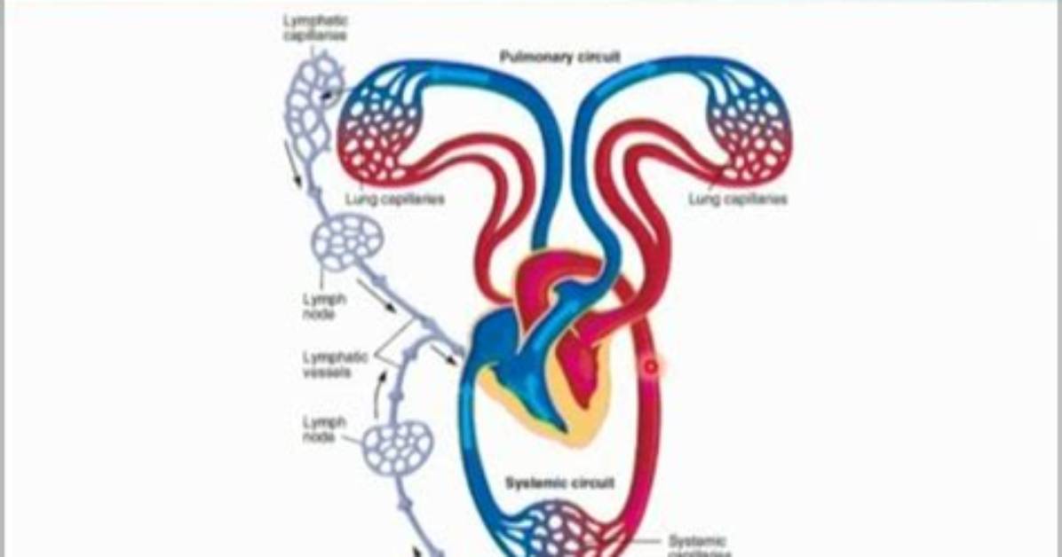 Do Birds Have Closed Circulatory System?