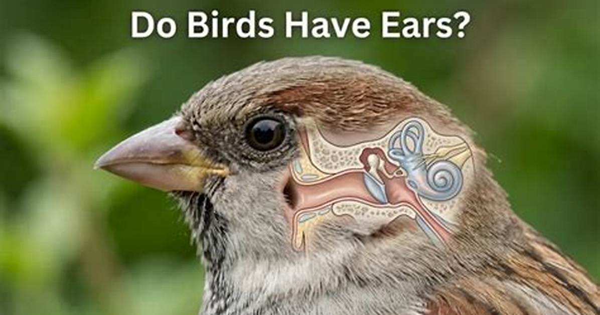 Do Birds Have Wombs?
