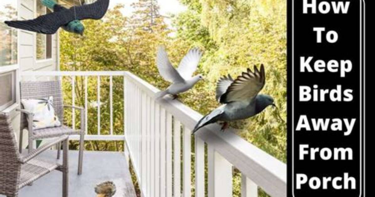 Do Birds Keep Bugs Away
