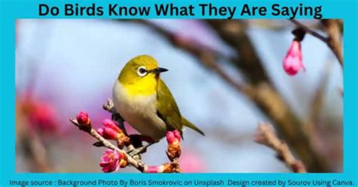 Do Birds Know What They Are Saying