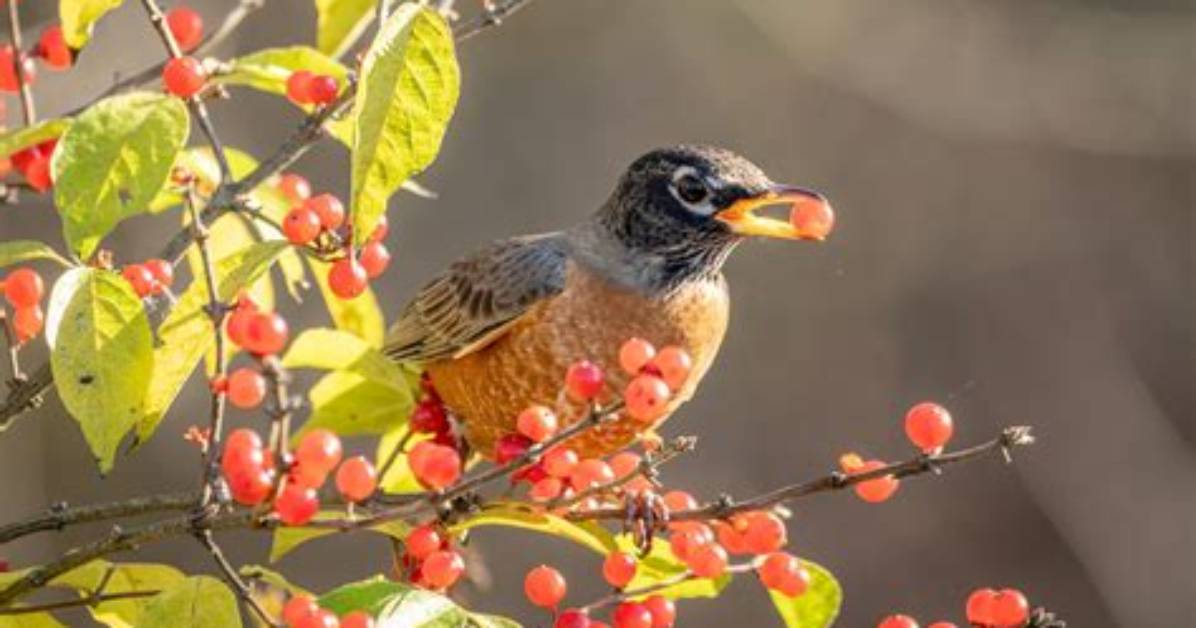 Do Birds Like Hedgerow?