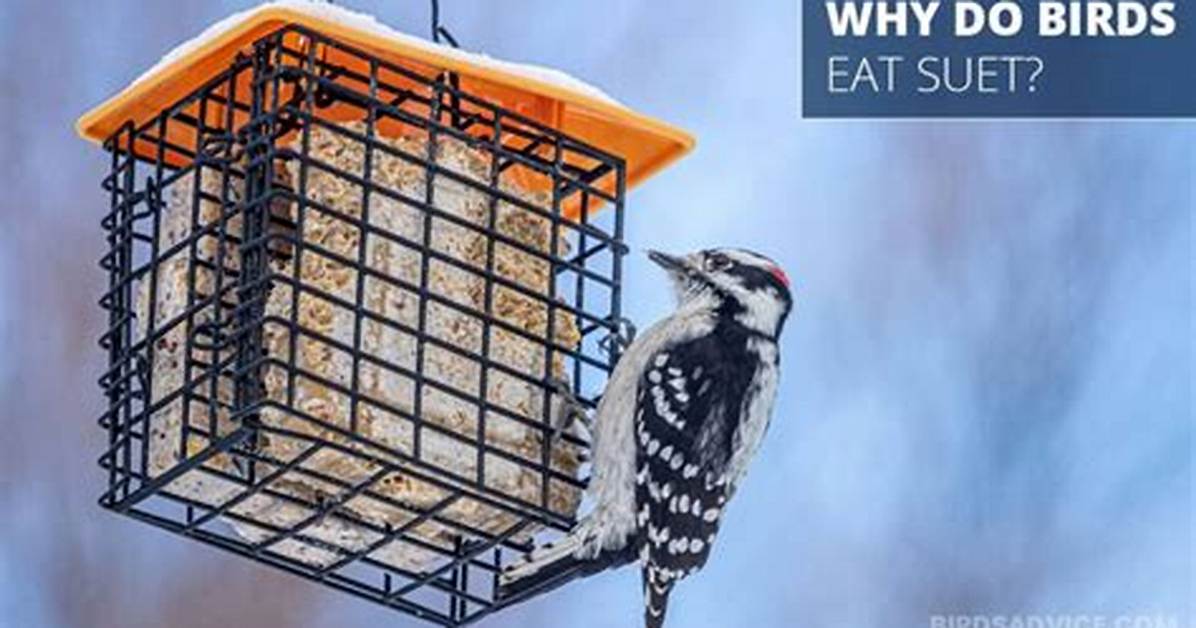 Do Birds Like Suet?