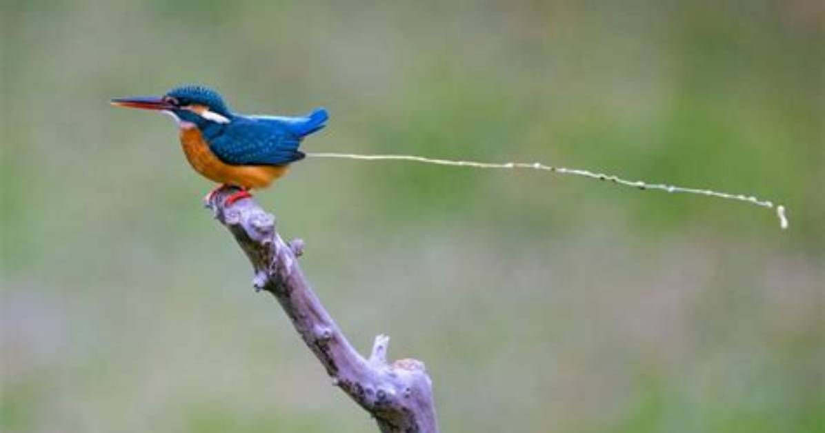Do Birds Pee?