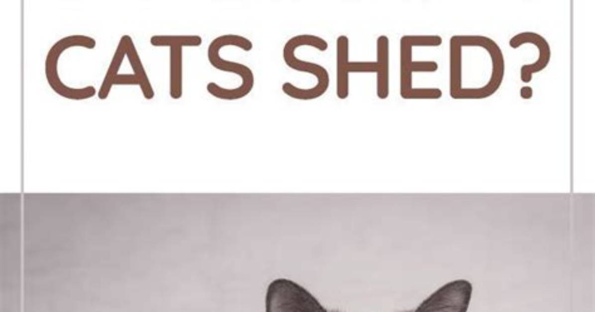 Do Birman Cats Shed?