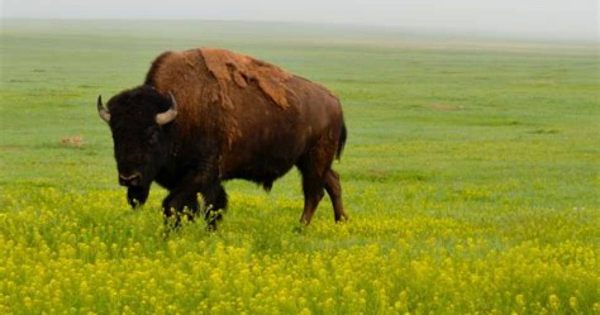 Do Bisons Live Prairies