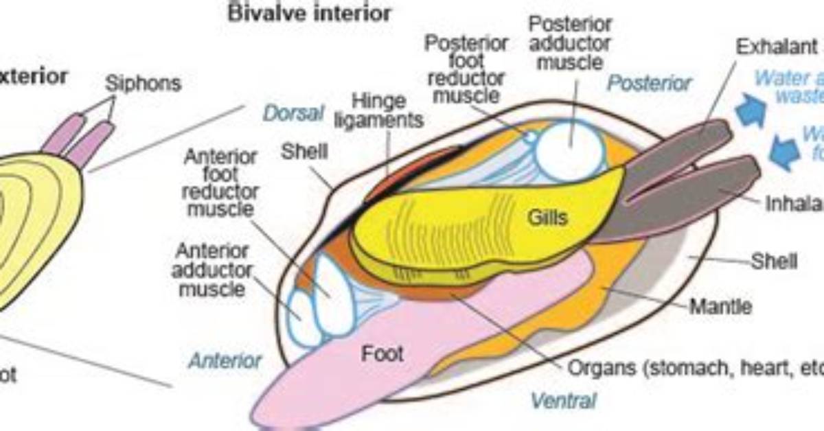 Do Bivalves Have a Foot?