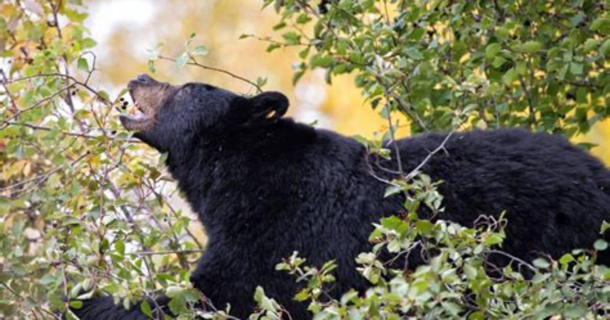 Do Black Bears Eat Yellow Jackets?