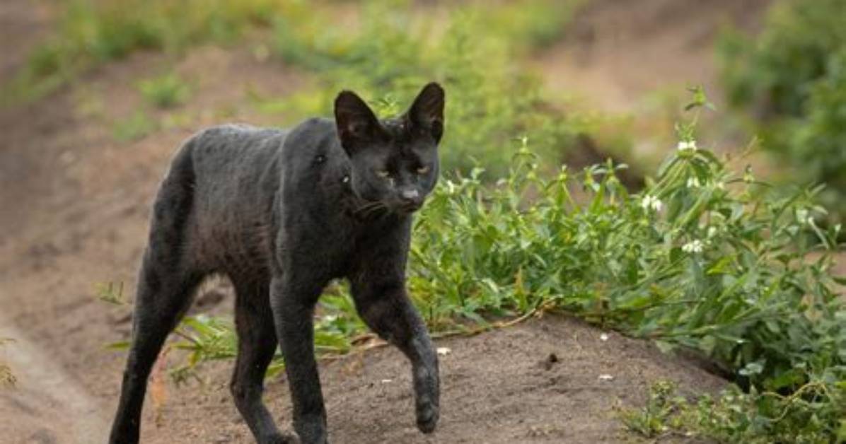 Do Black Cats Have Melanism?