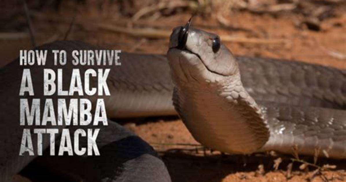 Do Black Mamba Attack Humans?